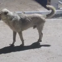 سرابی نر