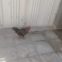 خروس یک چشم