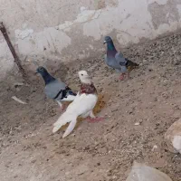 کفتر پرشی قلدور
