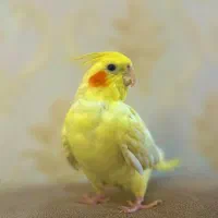عروس هلندی ماده دستی