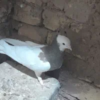 کبوتر رنگی