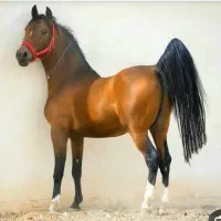 خرید و فروش اسب