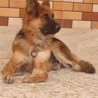 سگ ژرمن