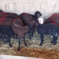 بره نر و ماده سبک وزن پایه پروار