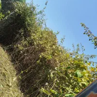 لوله زنی خارزنی تیف زنی