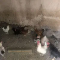 واگذاری پرنده