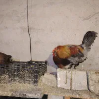 مرغ تخمگذار