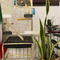 عروس هلندی همراه با قفس پایه دار