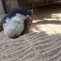 انواع کبوتر