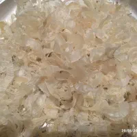 کتیرا پنبه ای (صدفی)