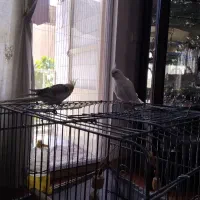 عروس هلندی