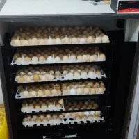 دستگاه از ما تخم از شما