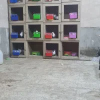 قفس کفتر
