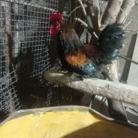 سلام خدمت دوستان عزیز  یک خروس پاکوتاه