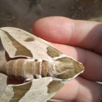 سیمکارت دائمی