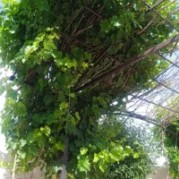 اجاره باغ و ویلا اقتصادی