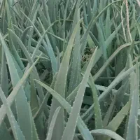 برگ آلوئه ورا