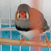فنچ نر
