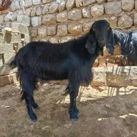 فروش چپش نر چاق  ۲  ساله پاییز