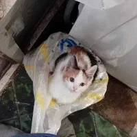 گربه خونگی پیداشده