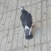 این دوتا پلاکی معاوضه با سه من گندم