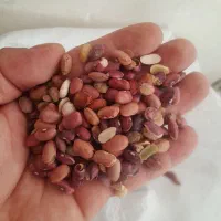 لوبیاچیتی.قرمز اشی