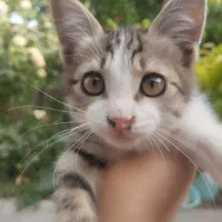 گربه|گربه|ساوه, |دیوار