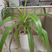 گیاه سوسن عنکبوتی