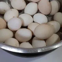 تخم‌مرغ نطفه دار.مرندی گردن.لیت چهل تاج