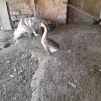 قوغاز سالم