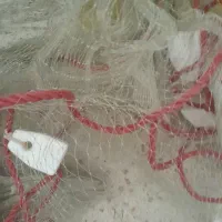 تورماهگیری