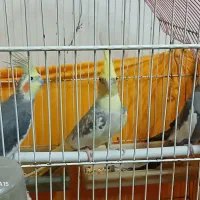 عروس هلندی