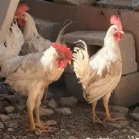 سه عدد خروس جوان