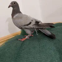 ساده و تهرانی