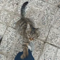 گربه ماده انگل تراپی شده سالم