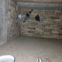کبوتر