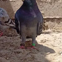 مگس
