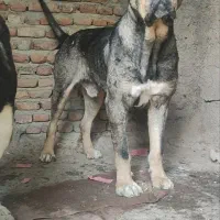 توله پژدر عراقی