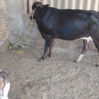 گاو باگوساله ماده دورگه