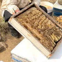 عسل طبیعی