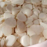 موسیر کوهی دشت لاله کوهرنگ