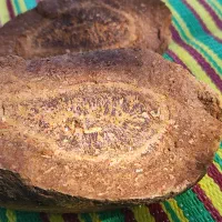 فسیل(سنگواره)