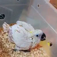 فروش و معاوضه کاسکو و کاکادو