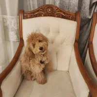 سگ پودل|سگ|تهران, پاسداران|دیوار