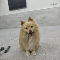 سگ پامر اشپیتز روباهی