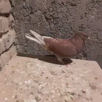 کفتر۴ عدد باهم  ۷۵۰