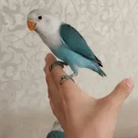 جوجه طوطی برزیلی و عروس هلندی سرلاکی دستی سرلاکی