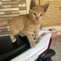 گربه ۲ماهه
