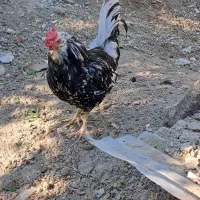 خروس گلین ۴۰ تاج ‌۱ ساله