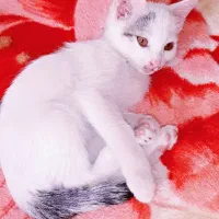 سرپرستی دو بچه گربه سه ماهه